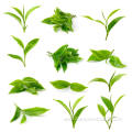 Factory supply therapeutic grade Tea tree oil bulk